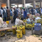 Traders are busy bidding of bananas at the fruit market