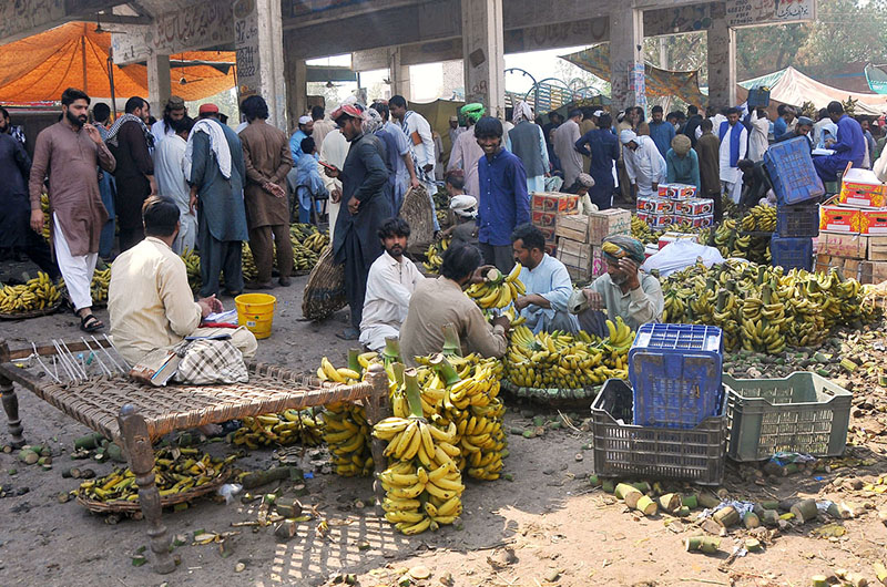 Traders are busy bidding of bananas at the fruit market