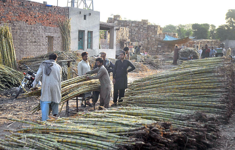 Vendors displaying sugarcane to attract the customers at Fruit Market.