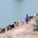 A young shepherd guiding a herd of goats towards the field for grazing