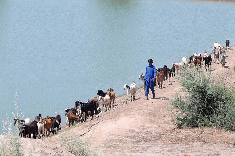 A young shepherd guiding a herd of goats towards the field for grazing