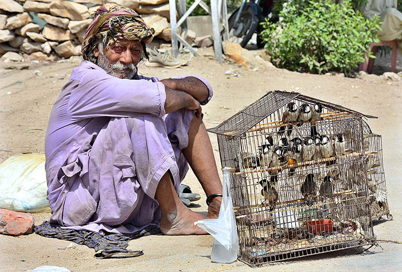An elderly vendor displaying the birds to attract the customers outside road at Latifabad.