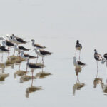 A view of birds sitting on the water pond