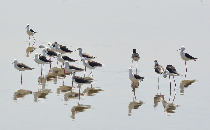 A view of birds sitting on the water pond