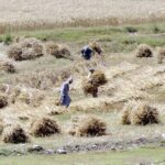 Farmers are busy making bundles after harvesting wheat crop in their field for drying.