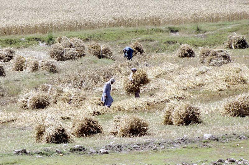 Farmers are busy making bundles after harvesting wheat crop in their field for drying.