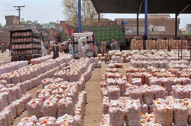 Labourers are busy in unloading tomatoes bags from delivery trucks at Vegetable Market
