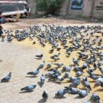 A girl throwing food for pigeons as mercy at Qasim Bagh