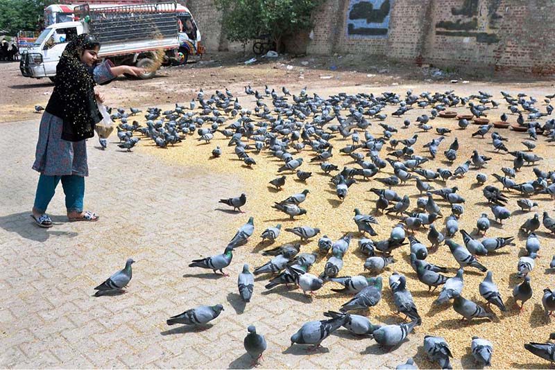 A girl throwing food for pigeons as mercy at Qasim Bagh