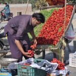 A vendor busy in arranging and displaying seasonal fruit strawberry to attract the customers at his roadside setup