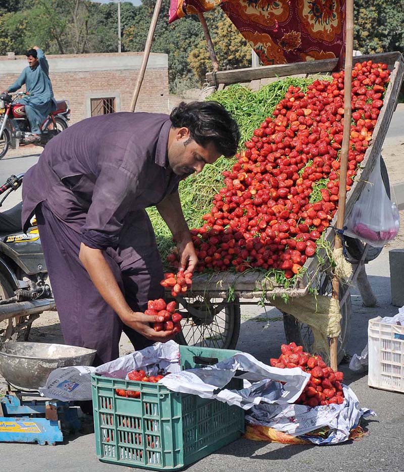 A vendor busy in arranging and displaying seasonal fruit strawberry to attract the customers at his roadside setup