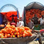 Traders are displaying melons on the delivery trucks to attract customers at the fruit Market.