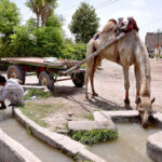 Camel drinking water to fulfill thirst from running tube-well water during hot day in the city