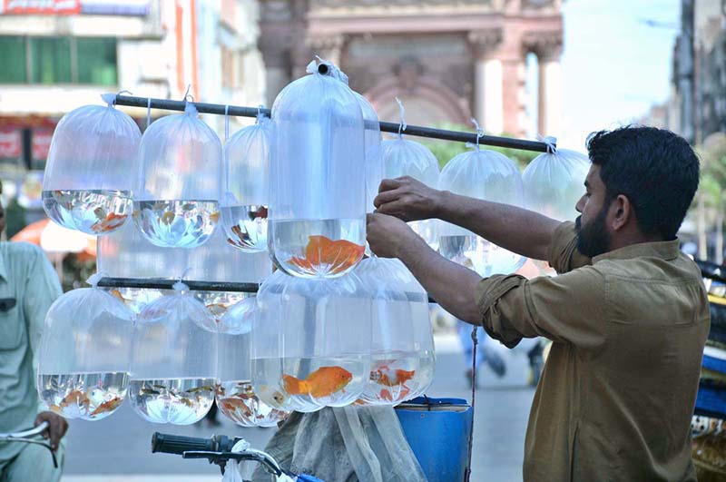 A vendor displaying colorful fishes to attract the customers along the roadside