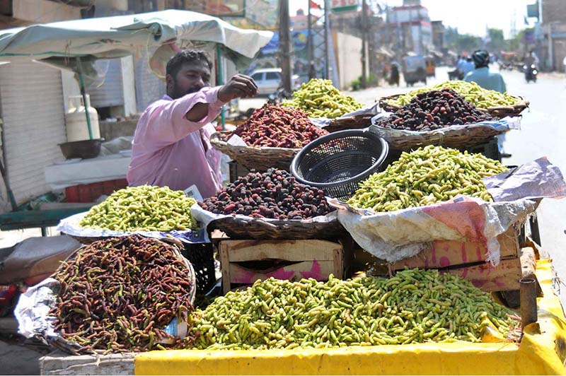 Vendor is busy arranging and displaying seasonal fruit (Mulberry) to attract customers at his roadside setup.