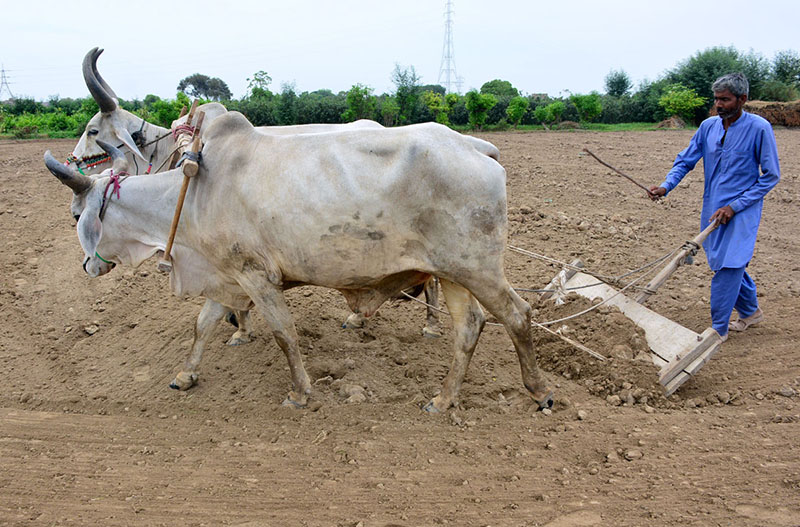 A farmer busy in leveling his field with help of bulls for next crop.