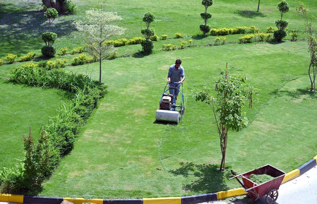 A gardener busy in cutting grass with machine in a local garden.