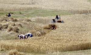 Farmers are busy in cutting wheat crop with the help of tractor at their field