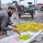 A vendor sorting good quality seasonal fruit Bair at a roadside