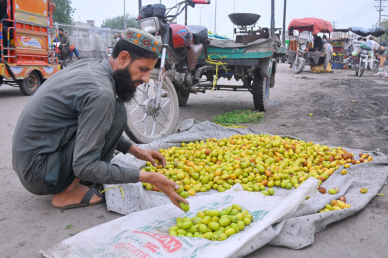 A vendor sorting good quality seasonal fruit Bair at a roadside