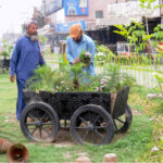 PHA staffers sapling flower plants at Dera Adda Chowk
