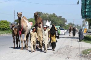 Nomads leading their camels on the way while looking for customers to sell camel milk on Chamkani Road.