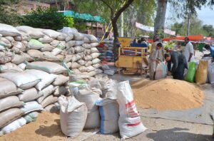 Workers are busy filling wheat bags for selling at Shahdara Ghala Mandi.