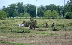 Farmers busy in loading green fodder after cutting at Ring Road.