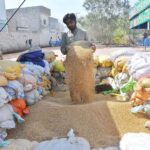 Farmer spread wheat grains for drying purpose at LMQ road