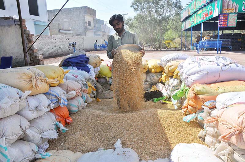 Farmer spread wheat grains for drying purpose at LMQ road