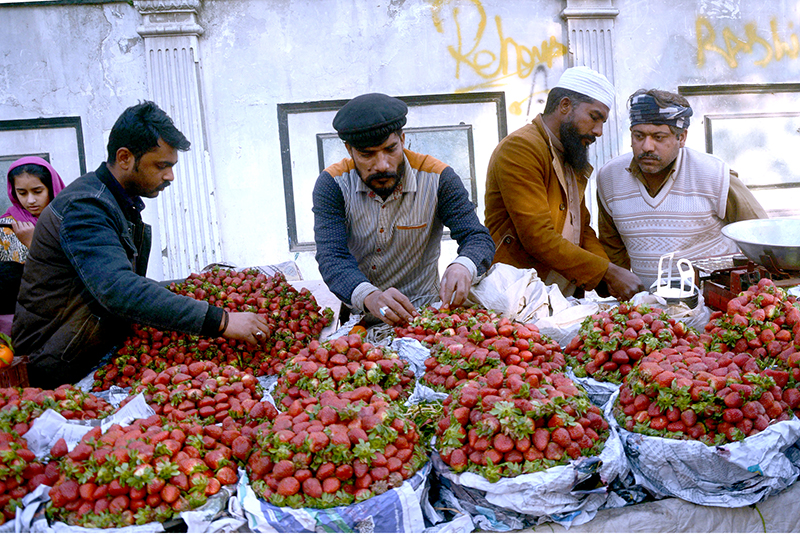 Customers selecting strawberries from a roadside vendor for Iftar in the Islamic fasting month of Ramadan