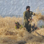 Farmers harvesting wheat crops at their field.