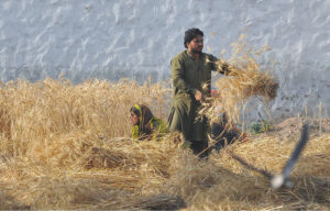 Farmers harvesting wheat crops at their field.