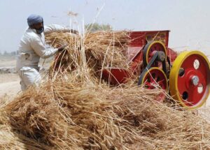 Farmer busy in threshing wheat crop with thresher in his field.