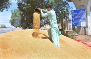 Farmers are harvesting wheat crop using a machine in their field.