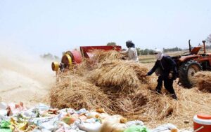 Farmer busy in threshing wheat crop with thresher in his field.