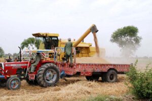 Farmers are harvesting wheat crop using a machine in their field.