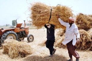 Farmer busy in threshing wheat crop with thresher in his field.