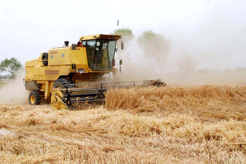 Farmers are harvesting wheat crop using a machine in their field.