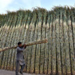 Labourer shifting bundle of sugarcane for supply at the bank of River Ravi near the Vegetable Market in Provincial Capital