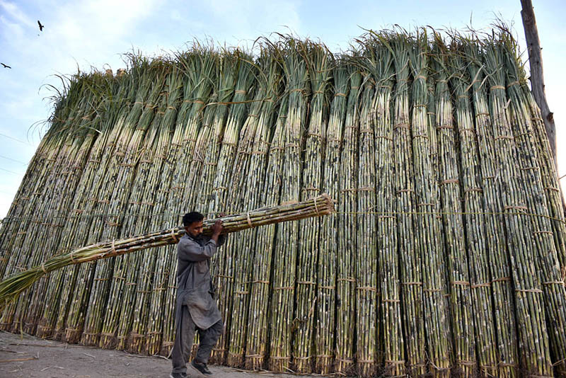 Labourer shifting bundle of sugarcane for supply at the bank of River Ravi near the Vegetable Market in Provincial Capital