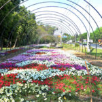 PHA staff decorated the garden at Canal Bridge in preparation of Eid-ul-Fitr celebrations.