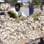 A vendor selling garlic on his cart at Bamb Chowk