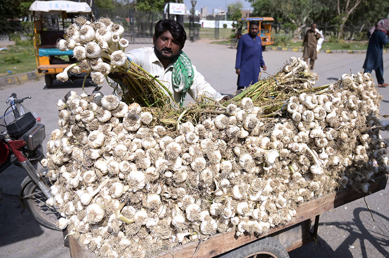 A vendor selling garlic on his cart at Bamb Chowk