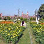 PHA workers taking out weeds from a park near Lahore Railway Station