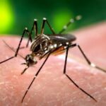Meeting held to review arrangements for dengue control