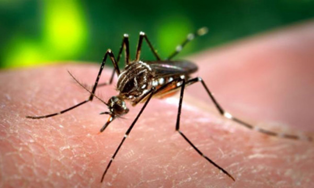 Anti-dengue