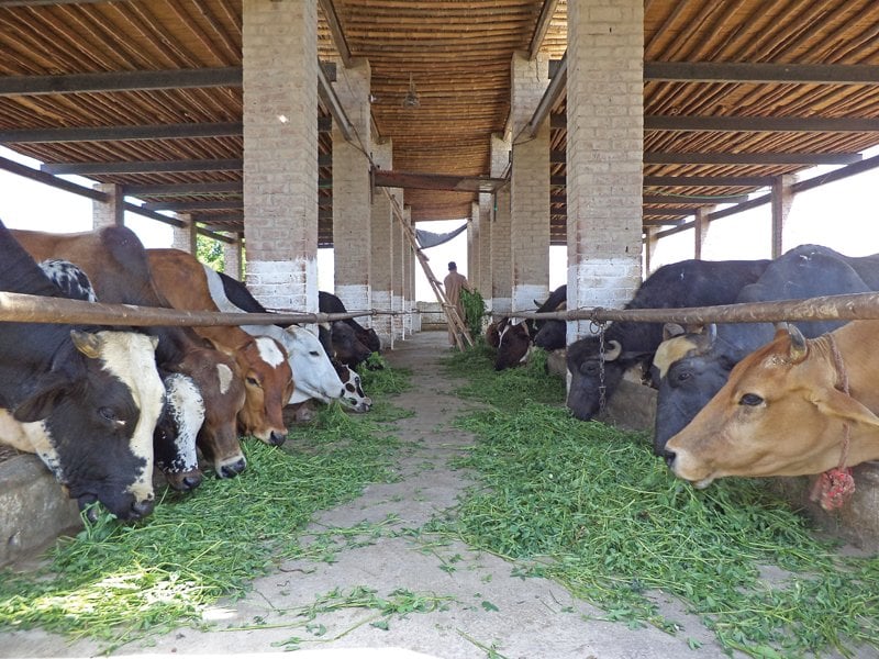 Cattle farming vital to alleviate poverty in rural areas