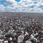CCRI’s FAC advises proper weeds control in post-rain cotton scenario