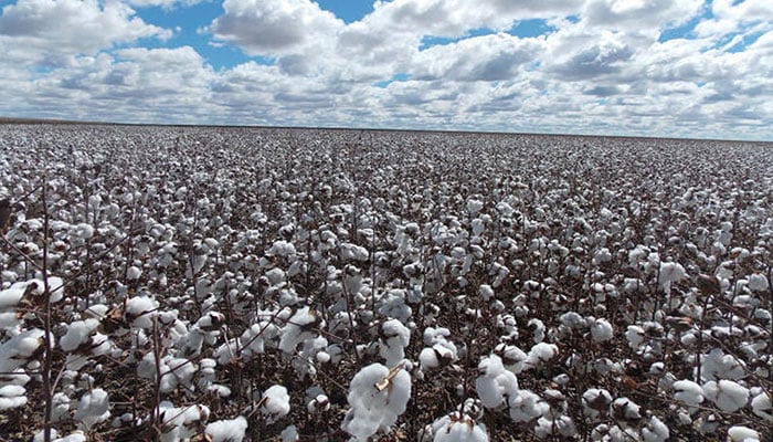 CCRI’s FAC advises proper weeds control in post-rain cotton scenario